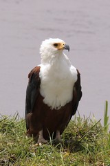 Fish eagle, the voice of Africa. Pairs often duet, one calls and the other replies