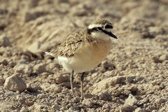 Kittlitz's plover is a common and widespread bird on short grass and muddy fringes of lakes and marches