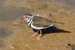 The three banded plover is oddly named as it only has two black bands, but they are sepataed by a single white band