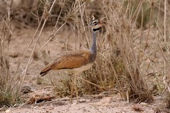 Male white-bellied bustard, common in open grassland with some tree or bush cover