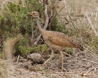 Female white-bellied bustard, often seen with their mate or as a small family group