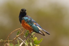 Superb starling. Flocks of these living jewels are common in Amboseli