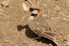 Fishcher's sparrowlark. Endemic to semi arid areas of SE Africa