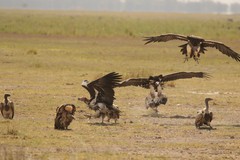 Lappet-faced vultures, white-backed vultures and Ruppell's griffon vultures gathering around a carcass
