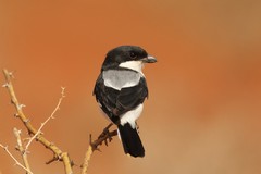The Taita fiscal is a type of true shrike common in dry open grassland
