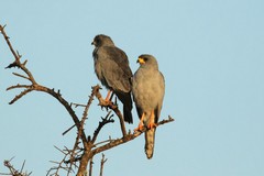 The yellow cere and orange legs identify these birds as Eastern chanting-goshawks