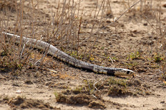 A rare sighting of an Egyptian cobra out in the open. It eventually disappeared down a small hole at the side of a ditch