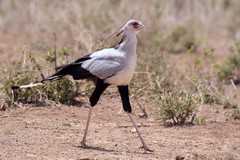 An unmistakeable long legged secretary bird