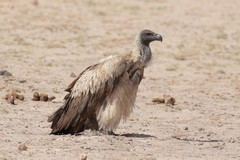 White-backed vulture. All of Africa's vultures are critically endangered