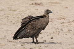 Most likely an immature white-backed vulture. White-backs have darker bills than griffons