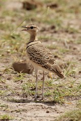 4247 Two-banded courser. A bird which prefers to run from danger rather than fly