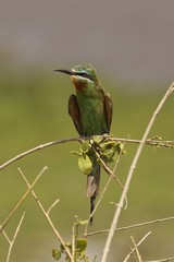 Blue-cheeked bee-eater, Migratory birds, visiting from October to April