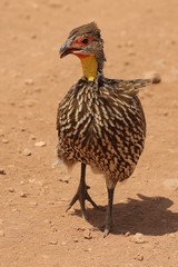 Yellow-necked spurfowl. Spurfowls are also known as francolins
