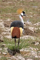 A striking grey crowned crane, most often seen in pairs. Sexes look identical