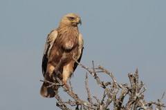 Tawny eagle awaits its turn on a kill