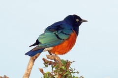 The superb starling is widespread in semi arid grassland and open woodland in most of Northern East Africa