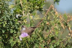 A speckled mousebird with its amazingly long tail
