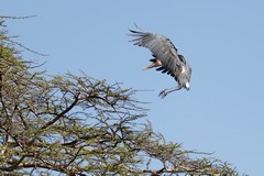 A marabou manages to land on top of an acacia