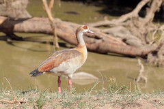 The year round resident Egyptian goose grazes on land and in water