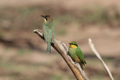 The aptly named little bee-eater is only six inches long. Common along the rivers and streams in the Mara