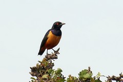 Hildebrandt's starling is endemic to Central and Southern Kenya and Northen Tanzania. Note the red eye