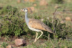 White-bellied bustards favour open dry grassland, with some tree and bush cover. This is a male