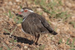 The three-banded plover - one white and two black bands, has a very distinctive red ring around its eyes