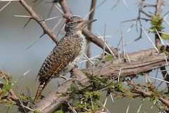 The nubian woodpecker. The female, shown here has less red on the head than the male