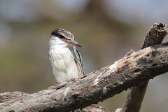 The Striped kingfisher eats mostly grasshoppers but also other insects rodents and snakes. It swoops from a perch