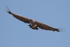 4264 The graceful soaring flight of a lappet-faced vulture