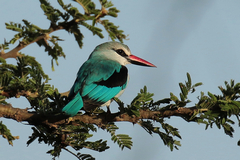 The woodland kingfisher is often found far from water. it hunts insects, lizards and frogs from a perch in a tree