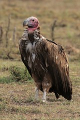 Lappet-faced vulture. The biggest and strongest able to tear open a carcass