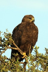 Not often seen steppe eagle. The gape extends to the rear edge dark eye