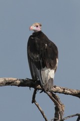 Immature white-headed vulture. Widespread but quite scarce large birds