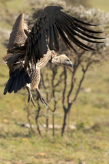 4267 White-backed vulture landing on a carcass. Note dark eye and dark bill