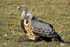 4256 Ruppell's griffon has more striking markings, and a lighter eye and bill than the white-backed vulture