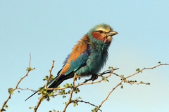 A lilac-breasted roller fluffed up in the cool of the early morning