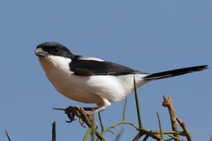 Taita fiscal; singles and pairs are found in dry open grassland