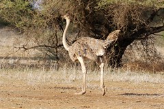 The female ostrich is greyish brown. Both sexes have pinkish legs