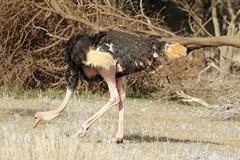 The common Ostrich walks at 4kph but can sprint at 60kph