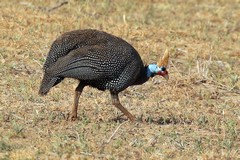 Helmeted guinea fowl are found in large flocks, usually looking for food on the ground