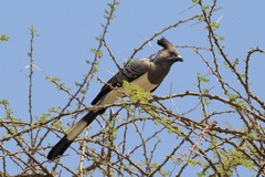 White-bellied go-away-birds like to sit exposed high in tree tops and utter loud onomatopeic calls like 'go-waaa'