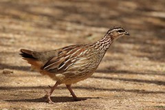 The noisy crested francolin is very widespread throughout areas of bush, and wooded grassland