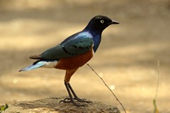 The superb starling has a white eye and a whitish neck band