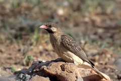 Fischer's sparrow-lark is found in areas of short grass. Neamed after the German exporer Gustav Fischer
