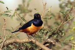 Hildebrandt's starling is my all time favourite with its amazing  glossy plumage and red eyes. Found in parts of Kenya and Tanzanaia