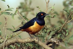 Hildebrandt's starling is confined to parts of Kenya and Tanzania. It feeds on insects and fruit
