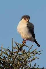 The pygmy falcon breeds in white-headed buffalo weaver nests