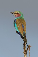 Lilac-breasted roller, referred to as an LBR