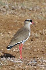 Crowned lapwings are found in open dry grassland areas